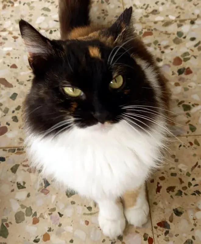 LOUIZA, female mixed breed for adoption at Cats at Andros e.V., Germany — photo 3 of 8