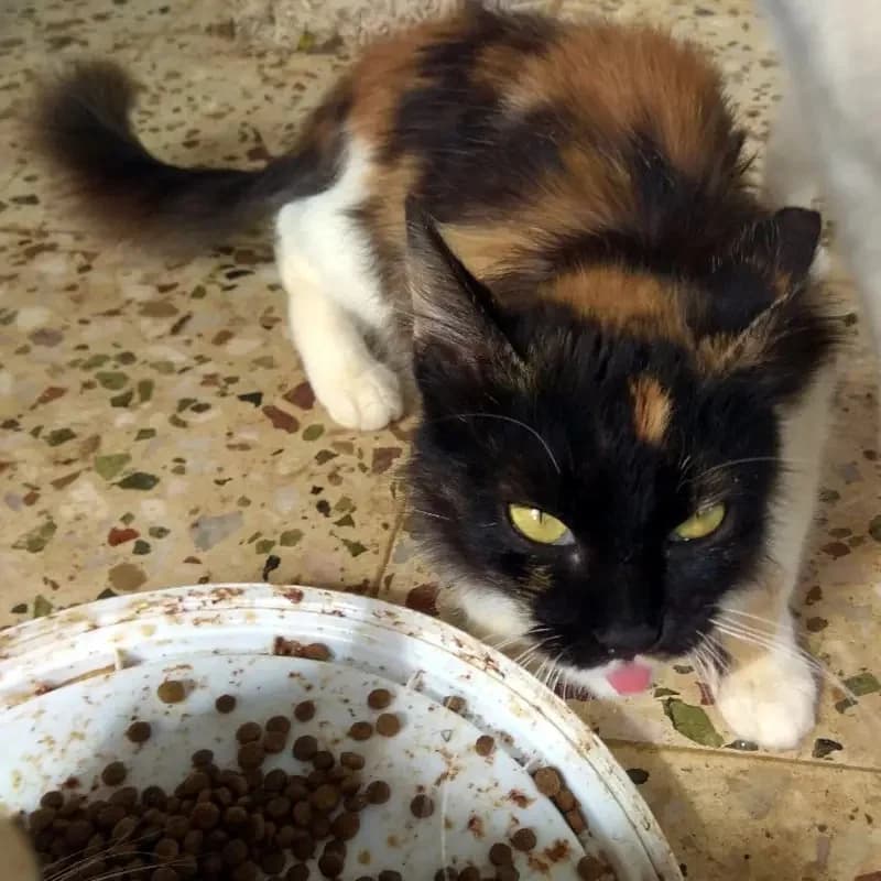 LOUIZA, female mixed breed for adoption at Cats at Andros e.V., Germany — photo 4 of 8