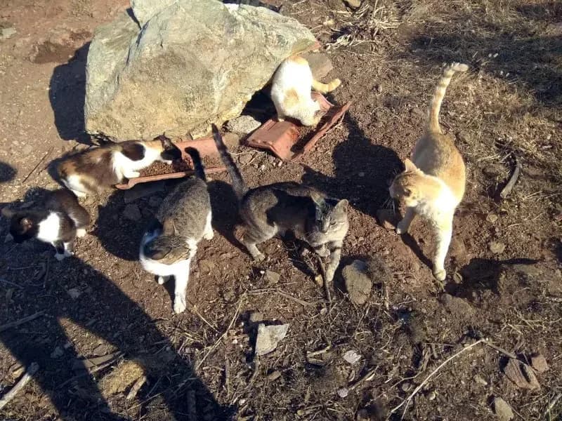 LOUIZA, female mixed breed for adoption at Cats at Andros e.V., Germany — photo 6 of 8