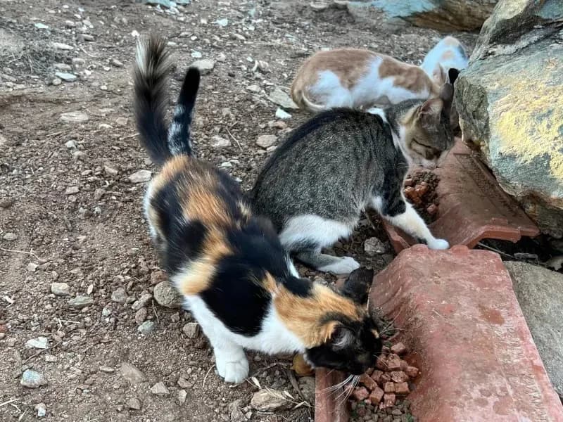 LOUIZA, female mixed breed for adoption at Cats at Andros e.V., Germany — photo 7 of 8