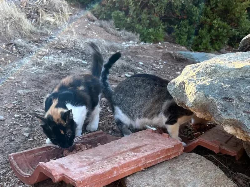 LOUIZA, female mixed breed for adoption at Cats at Andros e.V., Germany — photo 8 of 8