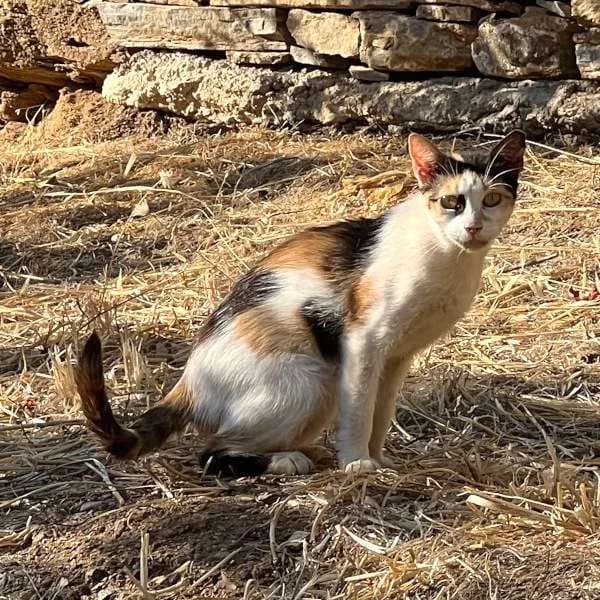 YAYOI, female mixed breed for adoption at Cats at Andros e.V., Germany