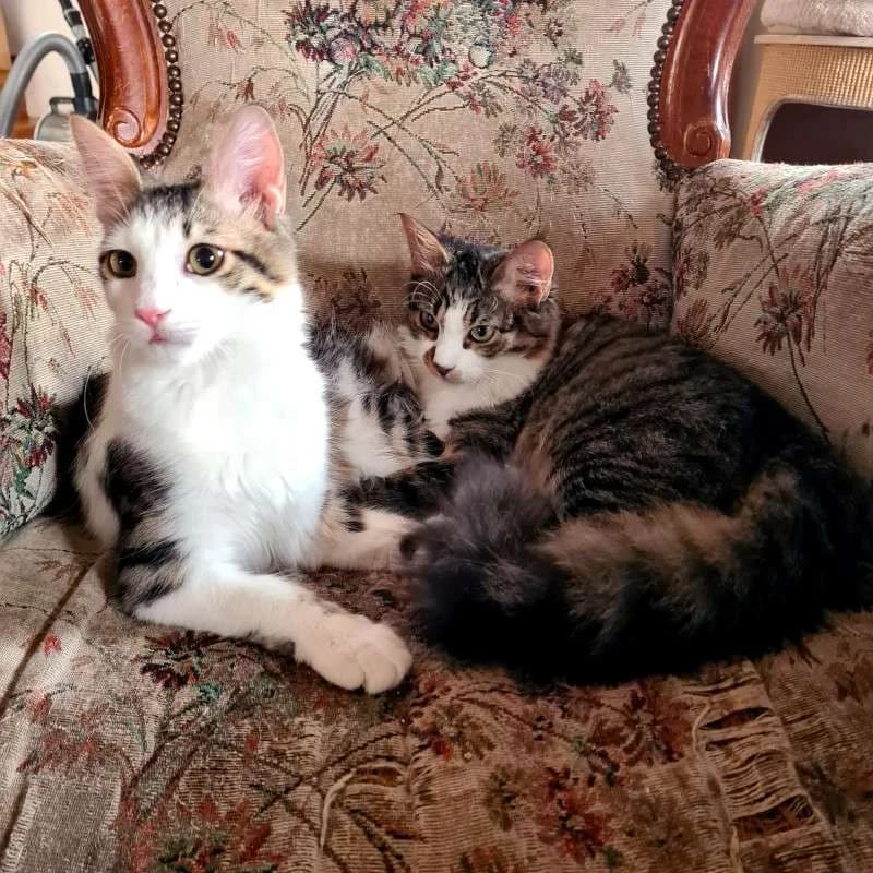 ZORBA & STELLA 
Think pawsitive!, male mixed breed for adoption at Cats at Andros e.V.