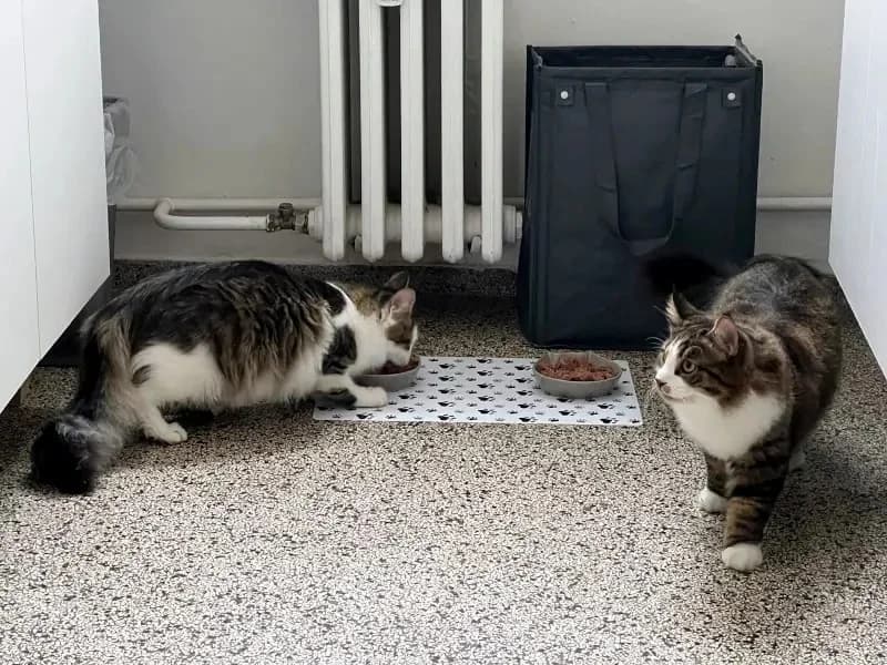 ZORBA & STELLA 
Think pawsitive!, male mixed breed for adoption at Cats at Andros e.V. — photo 2 of 23