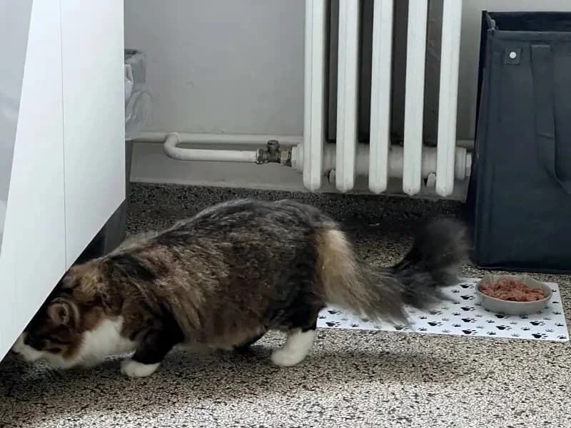 ZORBA & STELLA 
Think pawsitive!, male mixed breed for adoption at Cats at Andros e.V. — photo 3 of 23