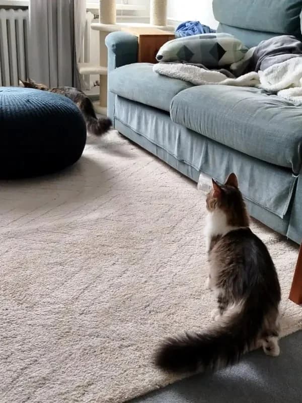 ZORBA & STELLA 
Think pawsitive!, male mixed breed for adoption at Cats at Andros e.V. — photo 4 of 23