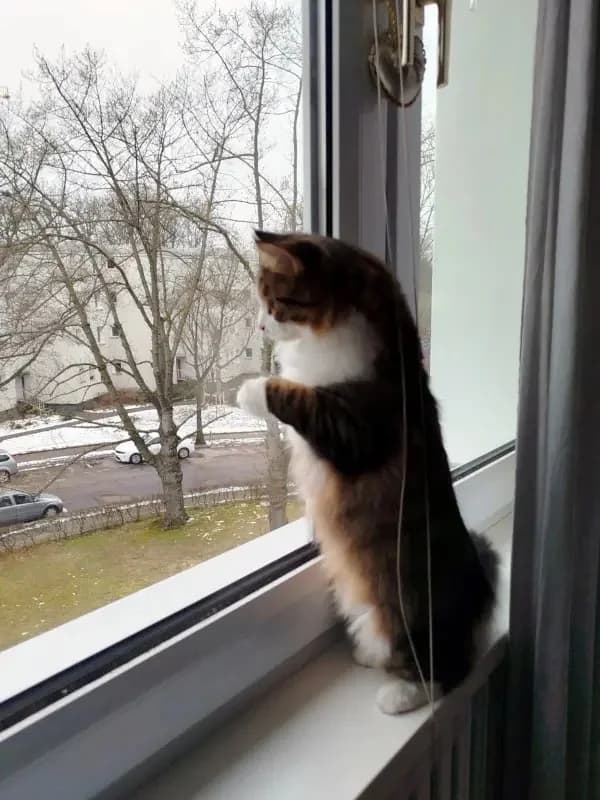 ZORBA & STELLA 
Think pawsitive!, male mixed breed for adoption at Cats at Andros e.V. — photo 5 of 23