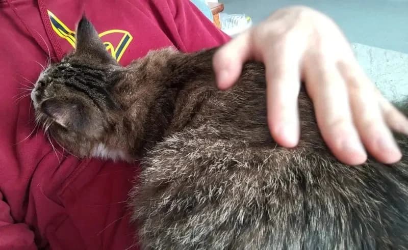 ZORBA & STELLA 
Think pawsitive!, male mixed breed for adoption at Cats at Andros e.V. — photo 6 of 23