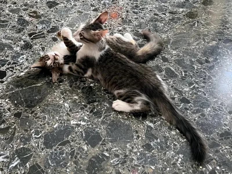 ZORBA & STELLA 
Think pawsitive!, male mixed breed for adoption at Cats at Andros e.V. — photo 7 of 23