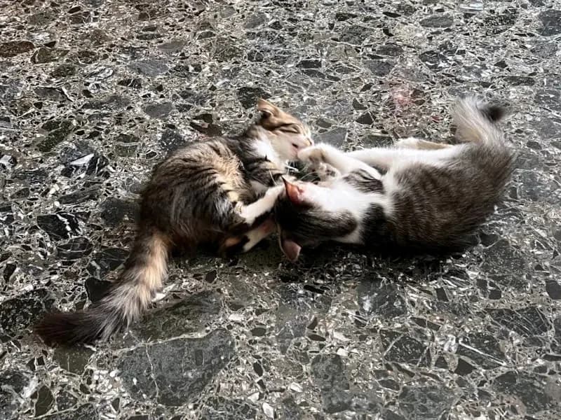 ZORBA & STELLA 
Think pawsitive!, male mixed breed for adoption at Cats at Andros e.V. — photo 8 of 23