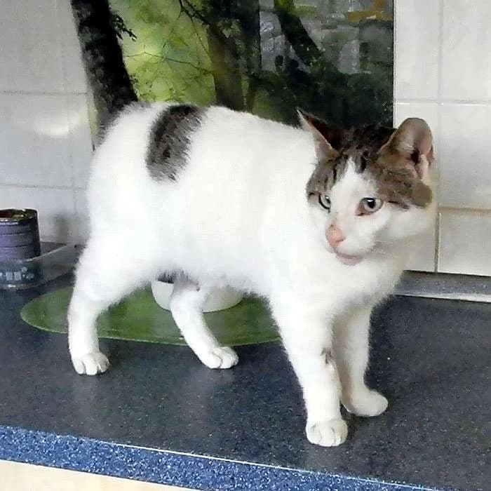 ONNI
Lass´ die Sonne in Dein Herz!, male mixed breed for adoption at Cats at Andros e.V.