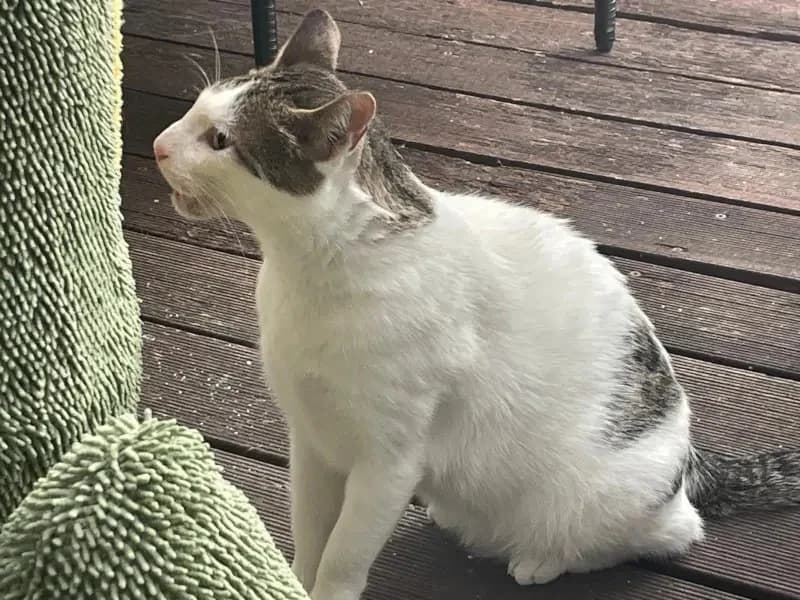 ONNI
Lass´ die Sonne in Dein Herz!, male mixed breed for adoption at Cats at Andros e.V. — photo 2 of 25
