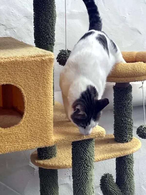 ONNI
Lass´ die Sonne in Dein Herz!, male mixed breed for adoption at Cats at Andros e.V. — photo 3 of 25