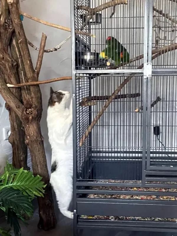 ONNI
Lass´ die Sonne in Dein Herz!, male mixed breed for adoption at Cats at Andros e.V. — photo 4 of 25