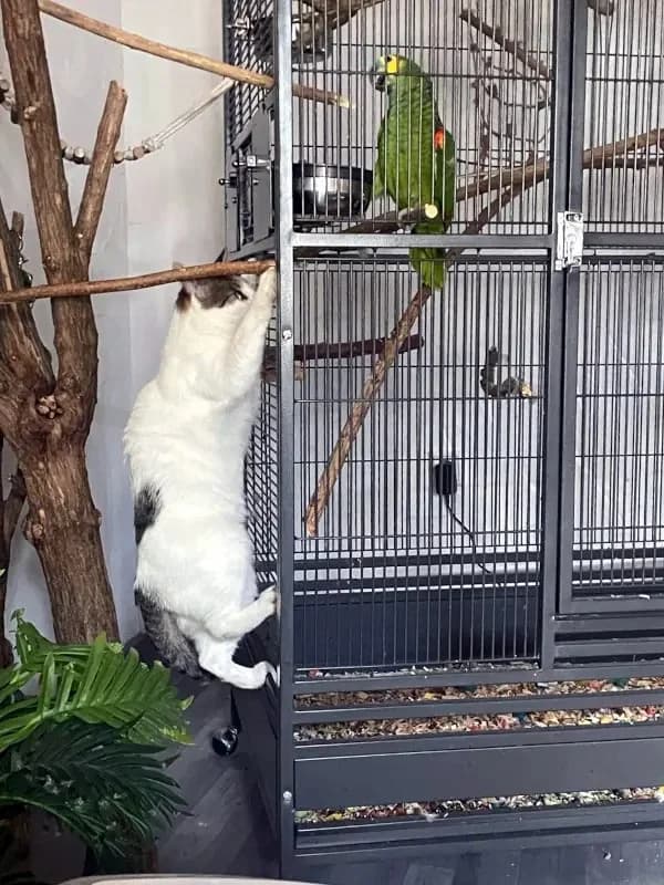 ONNI
Lass´ die Sonne in Dein Herz!, male mixed breed for adoption at Cats at Andros e.V. — photo 5 of 25