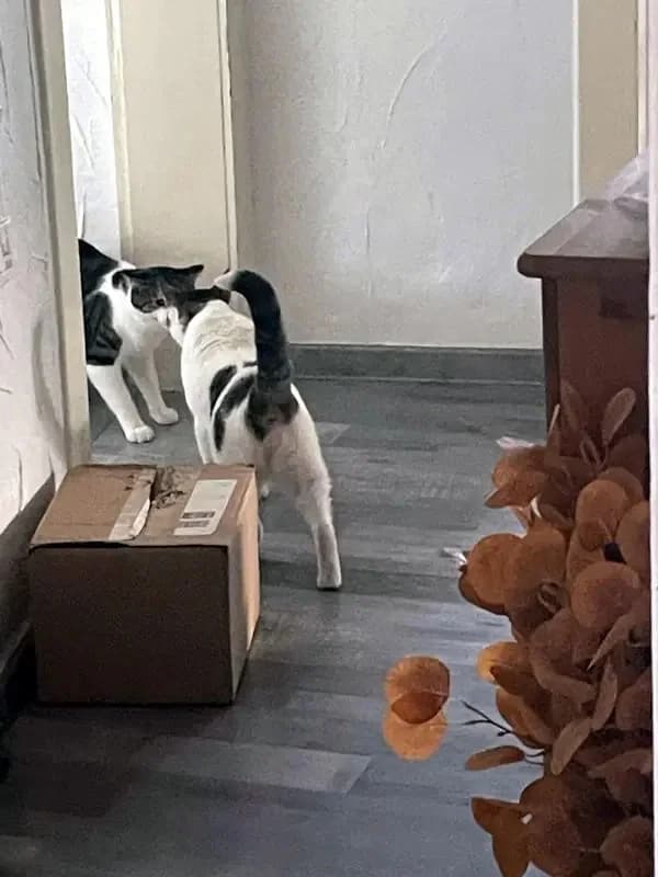 ONNI
Lass´ die Sonne in Dein Herz!, male mixed breed for adoption at Cats at Andros e.V. — photo 6 of 25