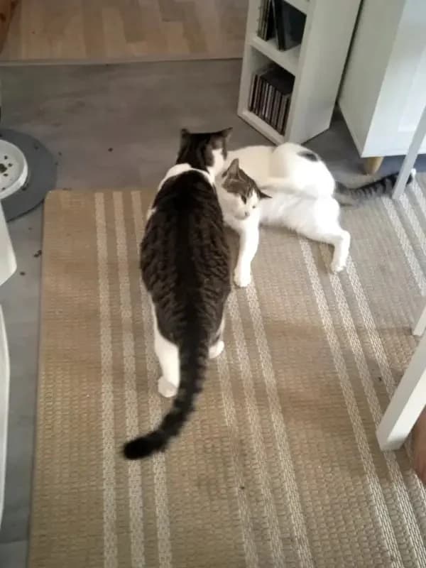 ONNI
Lass´ die Sonne in Dein Herz!, male mixed breed for adoption at Cats at Andros e.V. — photo 7 of 25