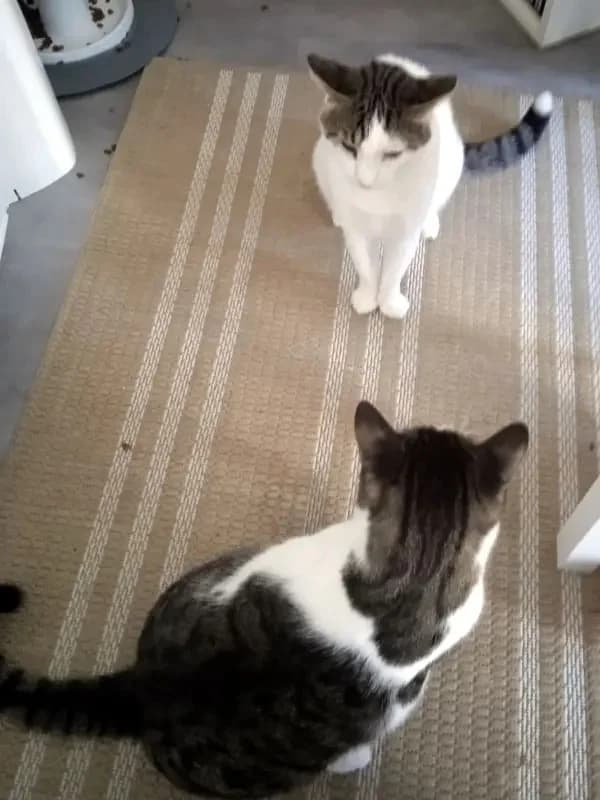 ONNI
Lass´ die Sonne in Dein Herz!, male mixed breed for adoption at Cats at Andros e.V. — photo 8 of 25