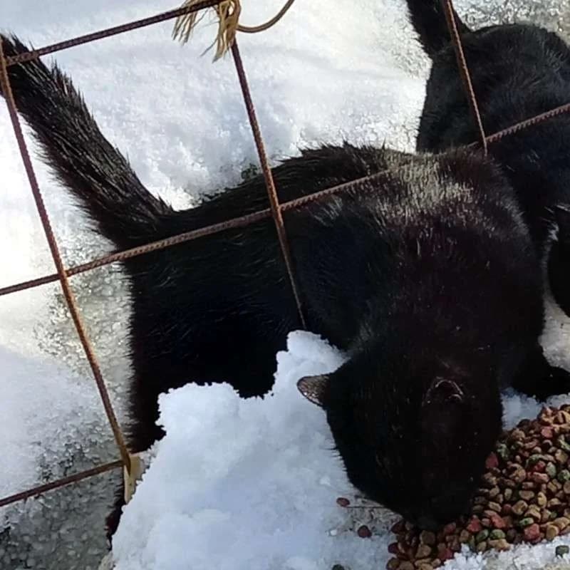 RENA 
(† 15. Januar 2025), female mixed breed for adoption at Cats at Andros e.V.