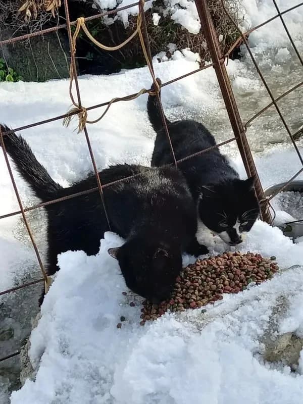 RENA 
(† 15. Januar 2025), female mixed breed for adoption at Cats at Andros e.V. — photo 2 of 4