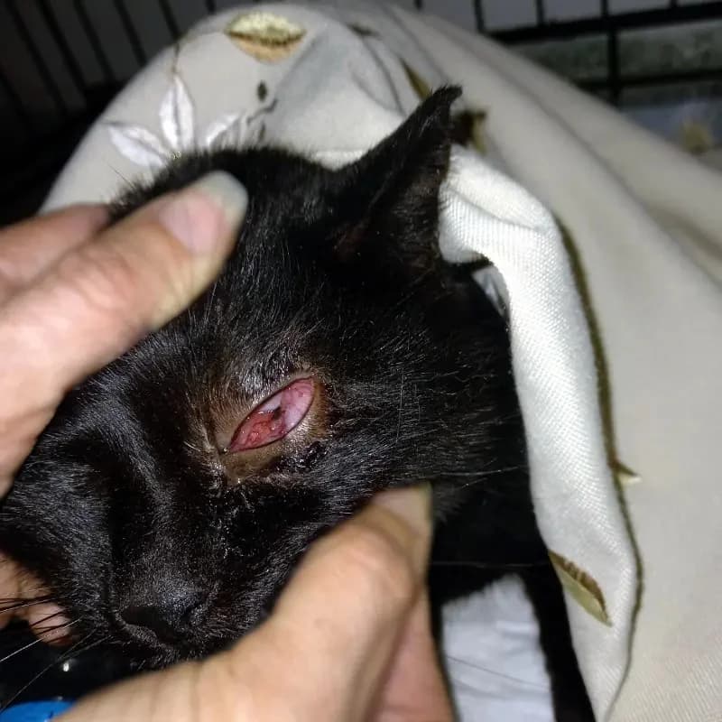 RENA 
(† 15. Januar 2025), female mixed breed for adoption at Cats at Andros e.V. — photo 3 of 4