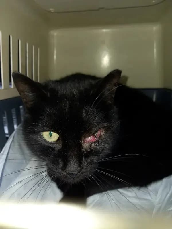 RENA 
(† 15. Januar 2025), female mixed breed for adoption at Cats at Andros e.V. — photo 4 of 4