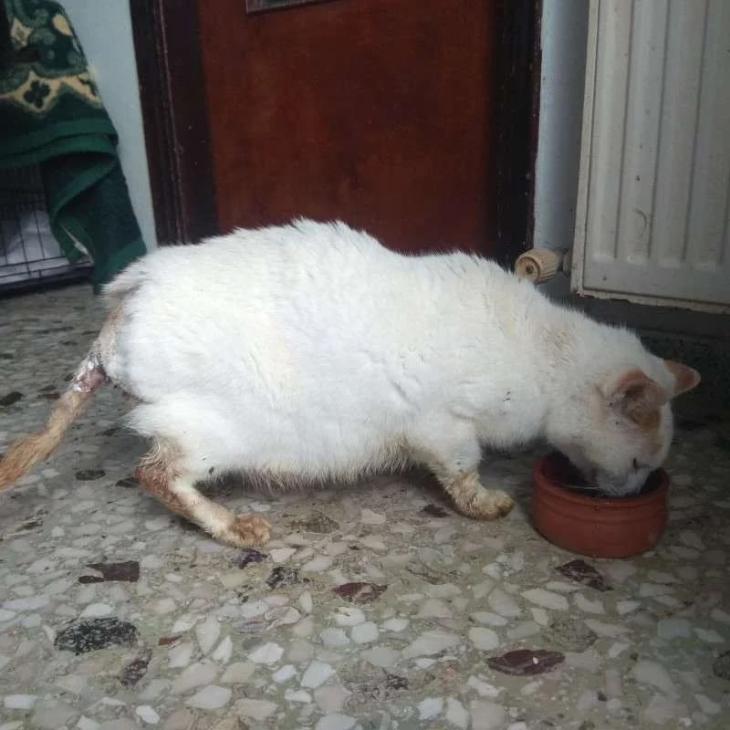 GATOULIS 
(† 23. Januar 2025), male mixed breed for adoption at Cats at Andros e.V.