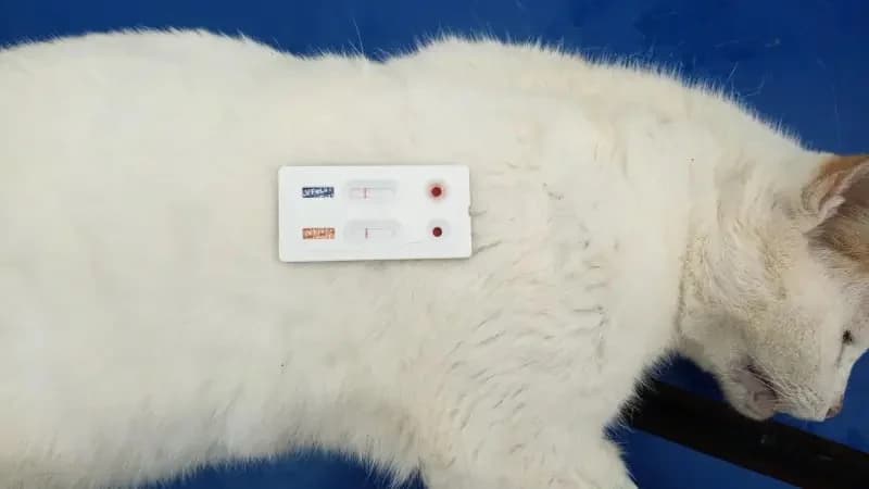 GATOULIS 
(† 23. Januar 2025), male mixed breed for adoption at Cats at Andros e.V. — photo 2 of 3