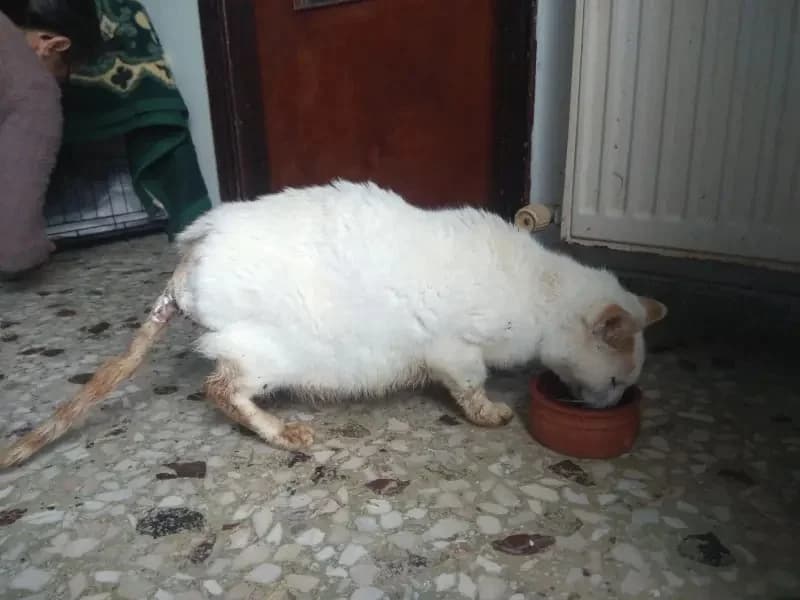 GATOULIS 
(† 23. Januar 2025), male mixed breed for adoption at Cats at Andros e.V. — photo 3 of 3