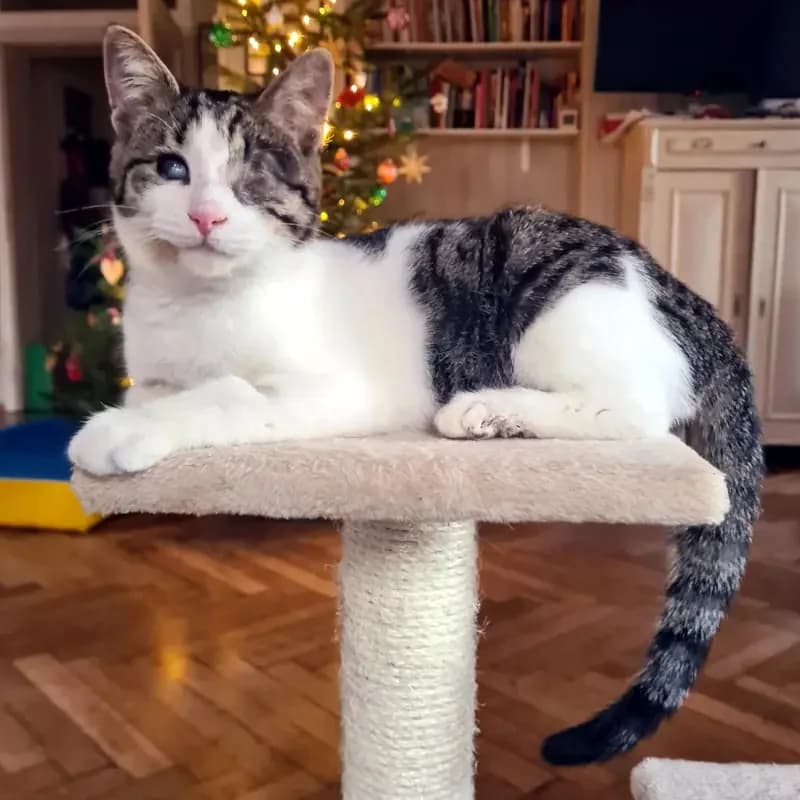 Lucky LAKIS (blind)
spielt schneller als sein Schatten, male mixed breed for adoption at Cats at Andros e.V. — photo 2 of 12