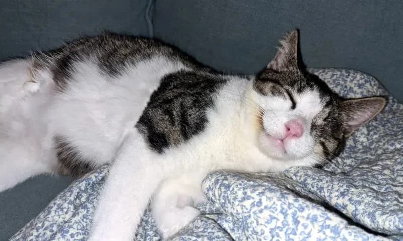 Lucky LAKIS (blind)
spielt schneller als sein Schatten, male mixed breed for adoption at Cats at Andros e.V. — photo 4 of 12