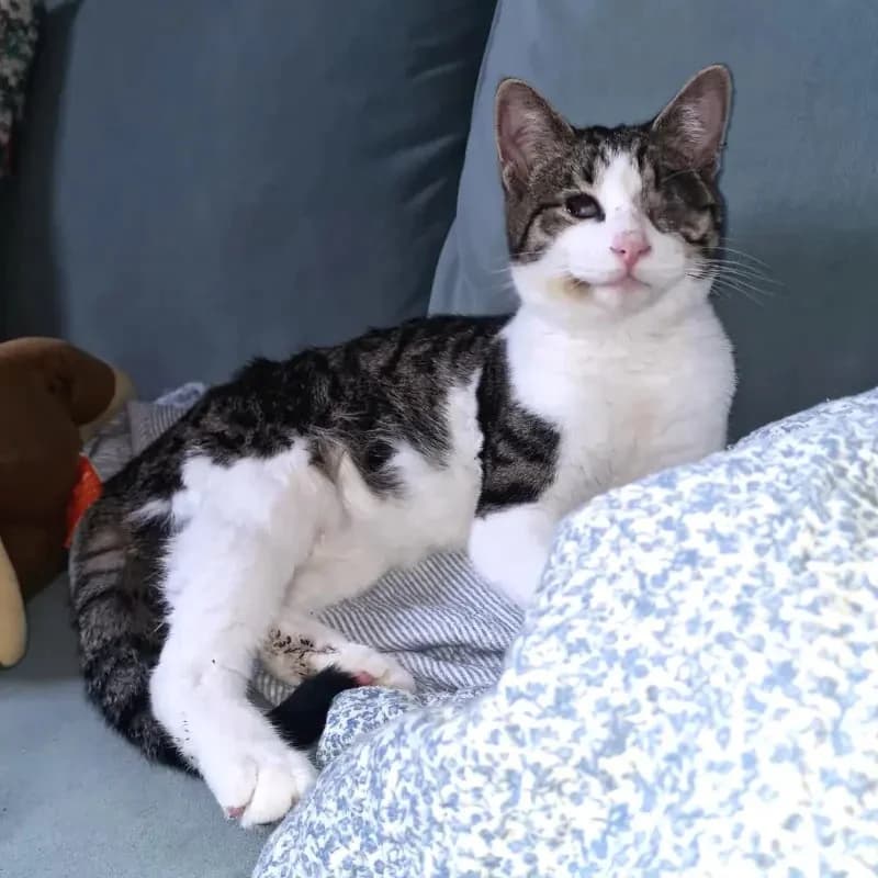 Lucky LAKIS (blind)
spielt schneller als sein Schatten, male mixed breed for adoption at Cats at Andros e.V. — photo 5 of 12
