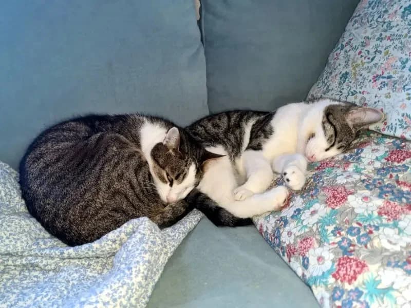 Lucky LAKIS (blind)
spielt schneller als sein Schatten, male mixed breed for adoption at Cats at Andros e.V. — photo 6 of 12