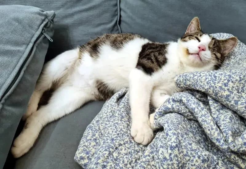 Lucky LAKIS (blind)
spielt schneller als sein Schatten, male mixed breed for adoption at Cats at Andros e.V. — photo 7 of 12