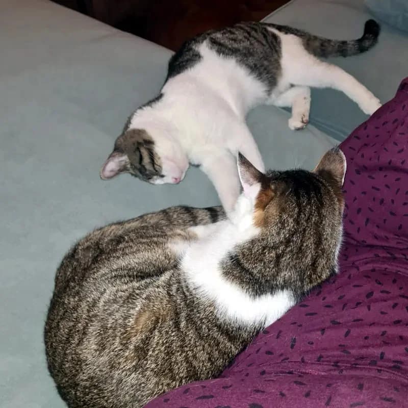 Lucky LAKIS (blind)
spielt schneller als sein Schatten, male mixed breed for adoption at Cats at Andros e.V. — photo 8 of 12