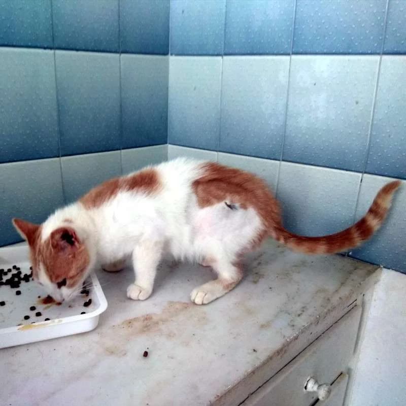 PHEADRA 
(† 16. Februar 2025), female mixed breed for adoption at Cats at Andros e.V.