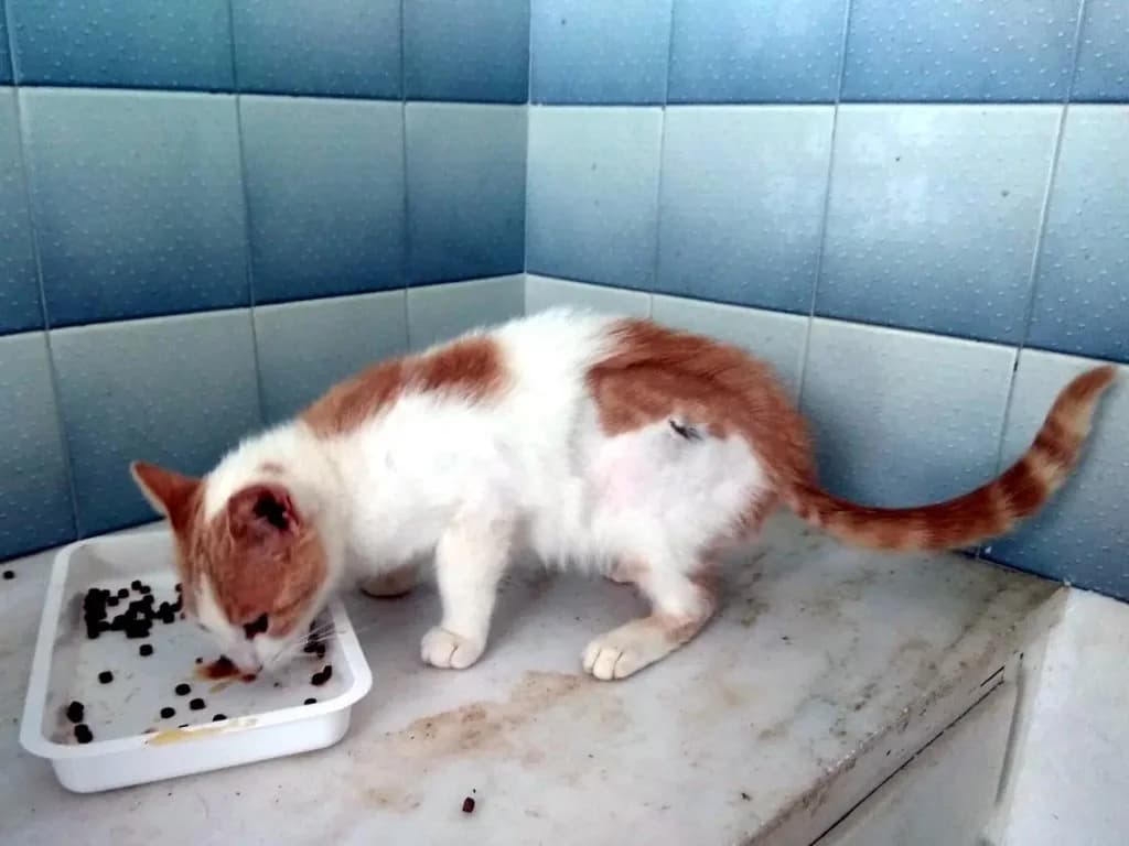 PHEADRA 
(† 16. Februar 2025), female mixed breed for adoption at Cats at Andros e.V. — photo 2 of 2