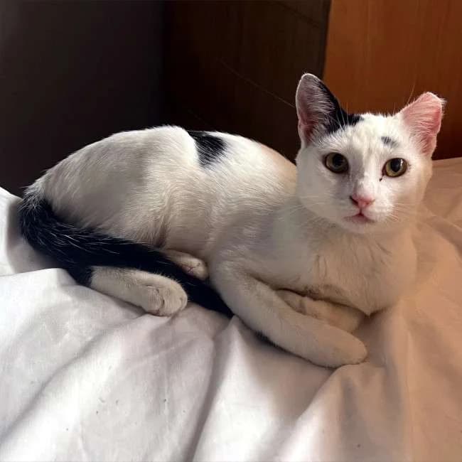 PINO, male mixed breed for adoption at Cats at Andros e.V.