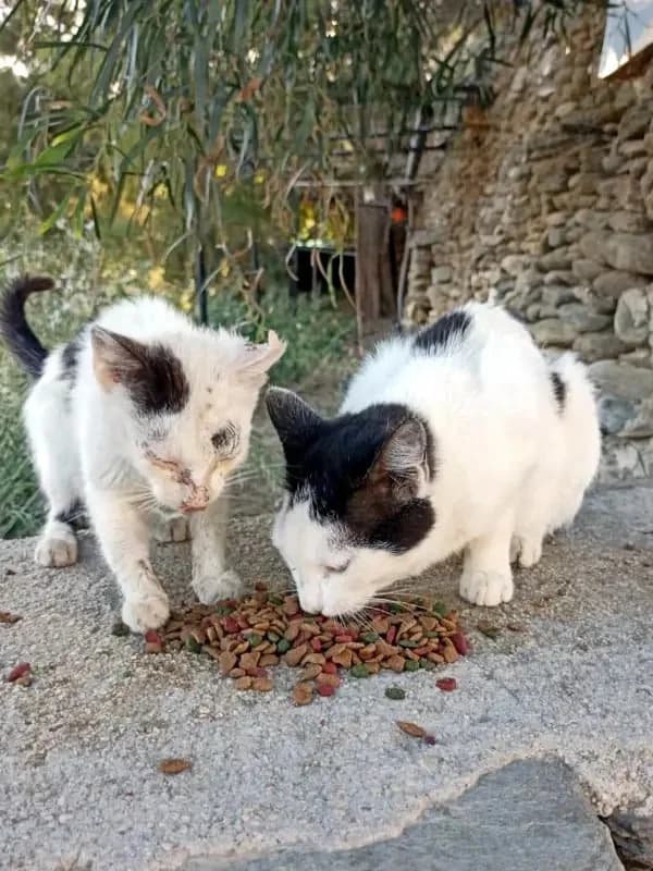 PINO, male mixed breed for adoption at Cats at Andros e.V. — photo 2 of 24