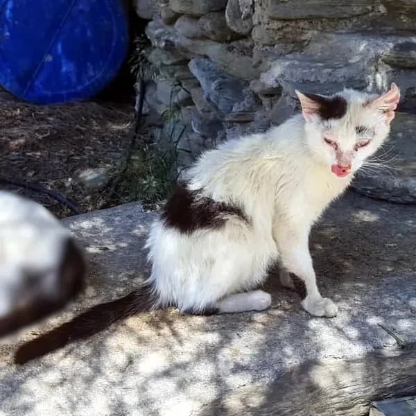 PINO, male mixed breed for adoption at Cats at Andros e.V. — photo 3 of 24