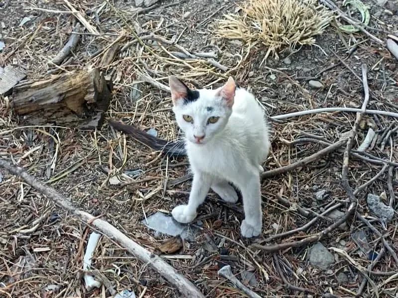 PINO, male mixed breed for adoption at Cats at Andros e.V. — photo 4 of 24
