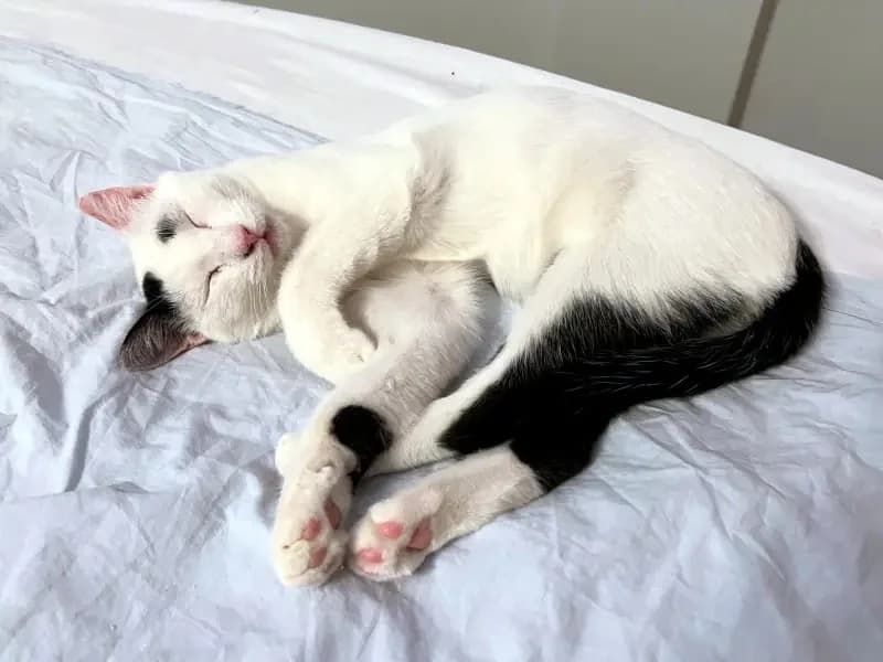 PINO, male mixed breed for adoption at Cats at Andros e.V. — photo 5 of 24