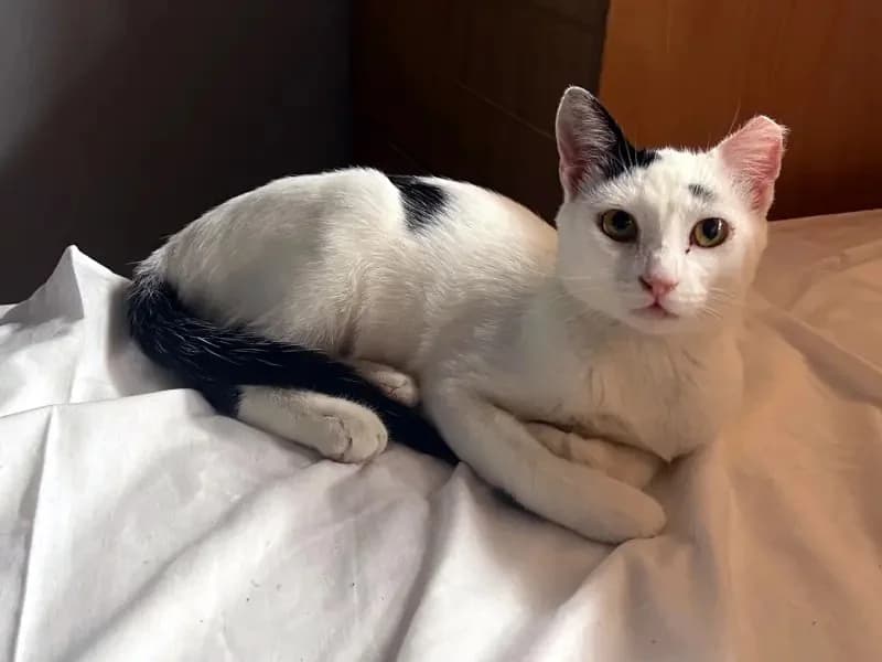 PINO, male mixed breed for adoption at Cats at Andros e.V. — photo 6 of 24