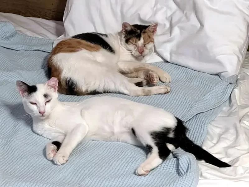 PINO, male mixed breed for adoption at Cats at Andros e.V. — photo 7 of 24