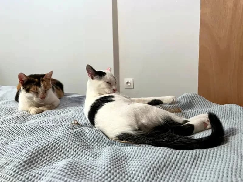 PINO, male mixed breed for adoption at Cats at Andros e.V. — photo 8 of 24