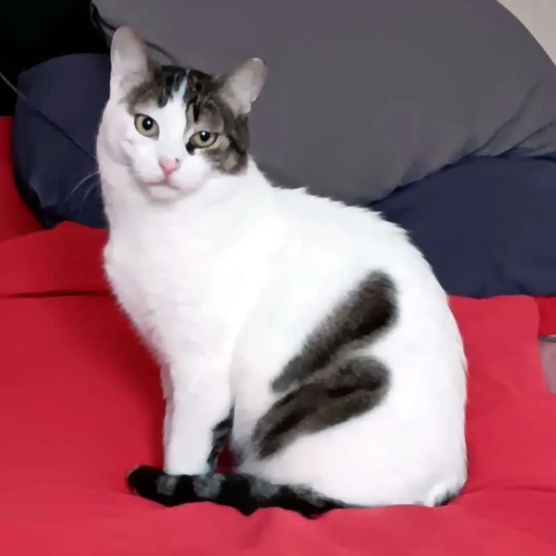 KARDOULIS
fröhlicher Kater sucht Sonnenplatz, male mixed breed for adoption at Cats at Andros e.V.