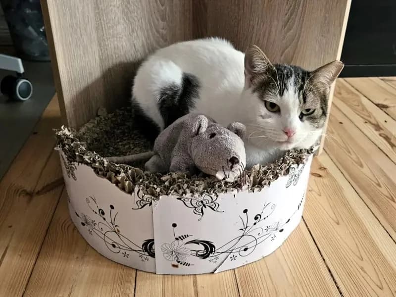 KARDOULIS
fröhlicher Kater sucht Sonnenplatz, male mixed breed for adoption at Cats at Andros e.V. — photo 2 of 14