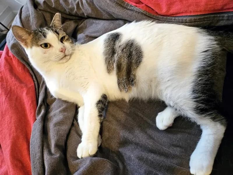 KARDOULIS
fröhlicher Kater sucht Sonnenplatz, male mixed breed for adoption at Cats at Andros e.V. — photo 3 of 14