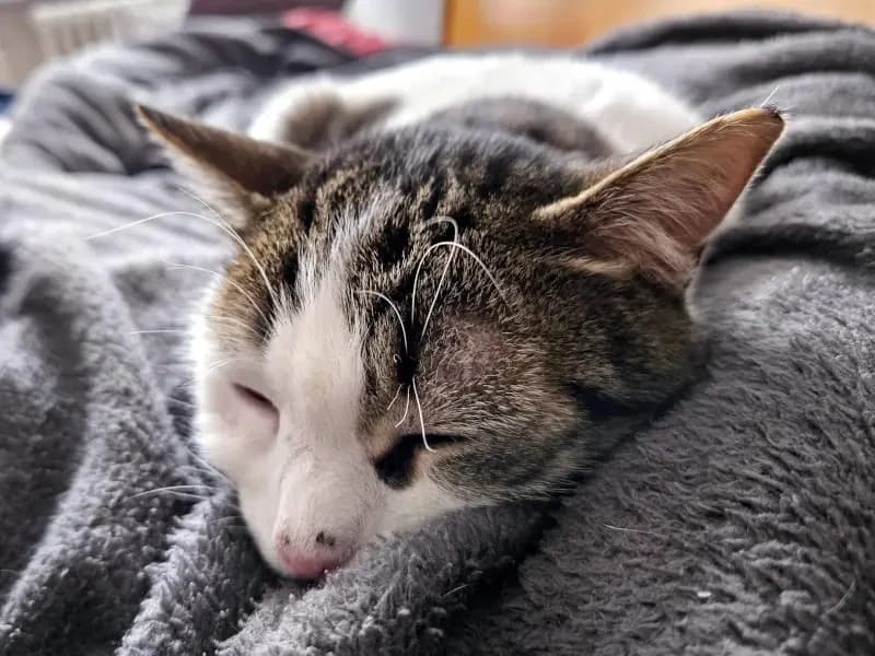 KARDOULIS
fröhlicher Kater sucht Sonnenplatz, male mixed breed for adoption at Cats at Andros e.V. — photo 5 of 14