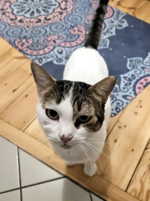 KARDOULIS
fröhlicher Kater sucht Sonnenplatz, male mixed breed for adoption at Cats at Andros e.V. — photo 6 of 14